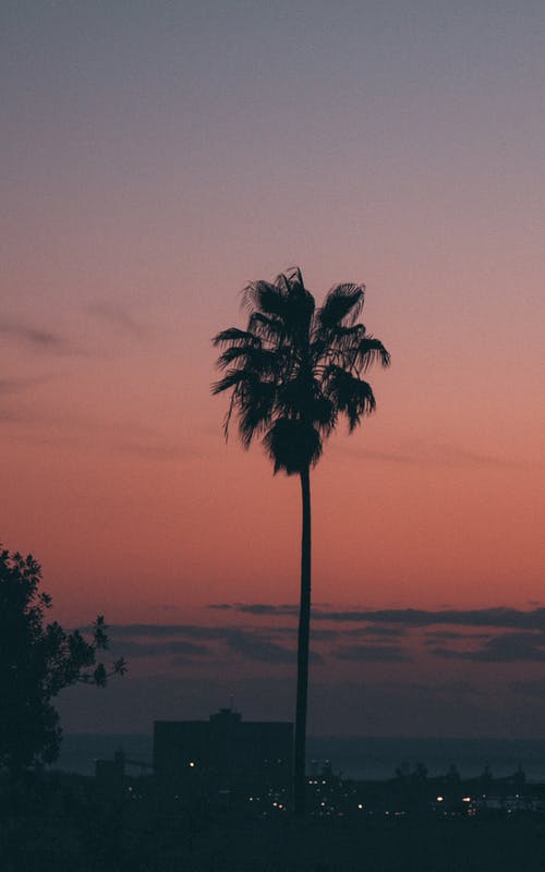 黎明时分的棕榈树的剪影照片 · 免费素材图片