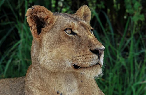 母狮的特写照片 · 免费素材图片