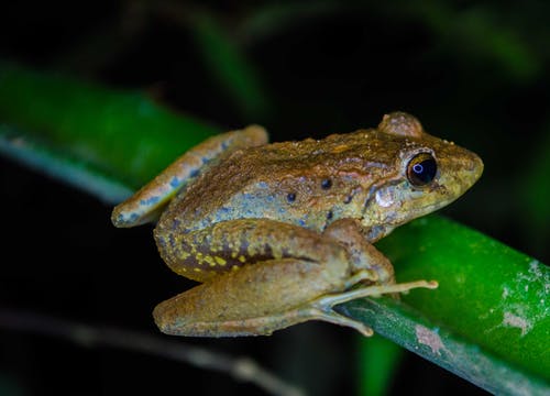 棕色青蛙的特写照片 · 免费素材图片