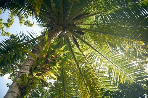 棕榈树的低角度照片 · 免费素材图片