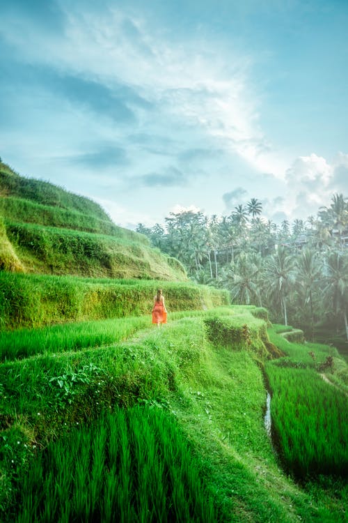 女人穿着红色的裙子，在绿色的草地上行走 · 免费素材图片
