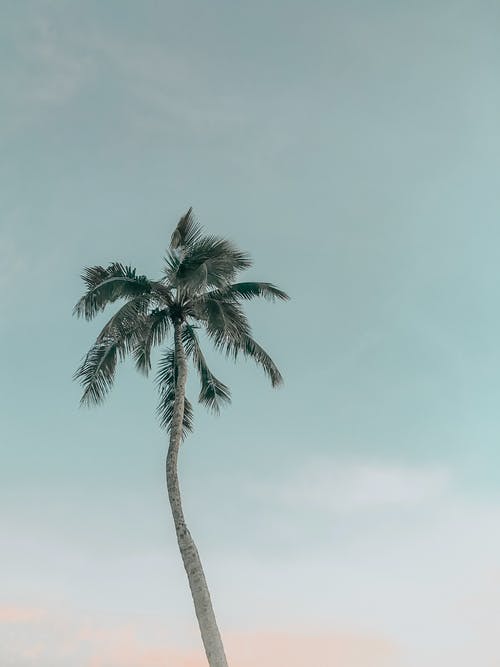 白天棕榈树的照片 · 免费素材图片