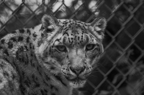 动物的灰度照片 · 免费素材图片