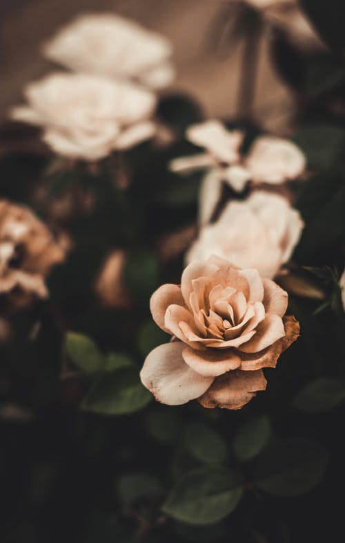 花的特写照片 · 免费素材图片