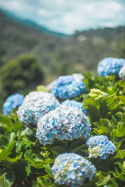 蓝色花朵的选择性焦点照片 · 免费素材图片