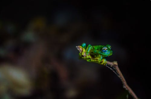 绿蛙的微距摄影 · 免费素材图片
