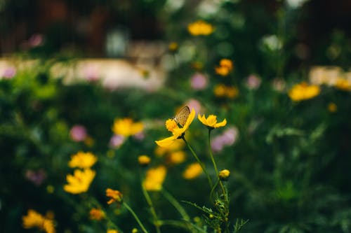 蝴蝶在黄色的花朵上的选择性聚焦照片 · 免费素材图片