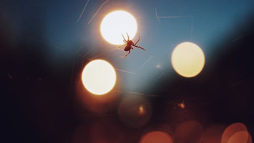 蜘蛛的特写照片 · 免费素材图片