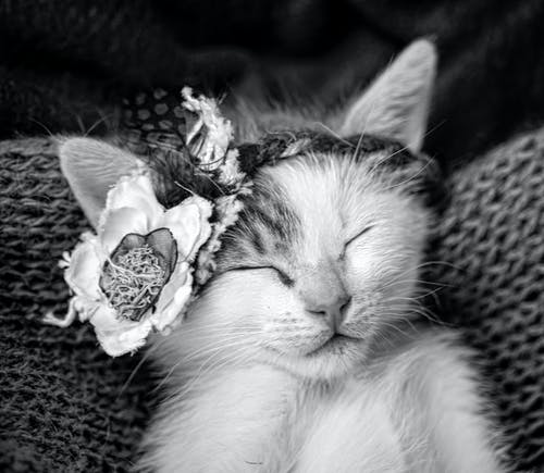 睡猫的单色摄影 · 免费素材图片
