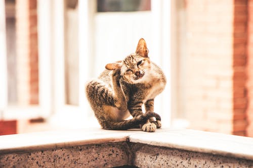 虎斑猫的特写照片 · 免费素材图片
