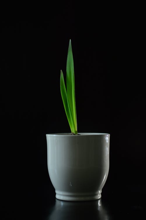 锅上的植物照片 · 免费素材图片