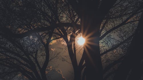 日落时的树 · 免费素材图片