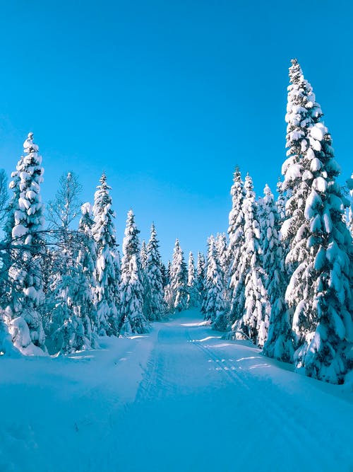 被雪覆盖的树木 · 免费素材图片