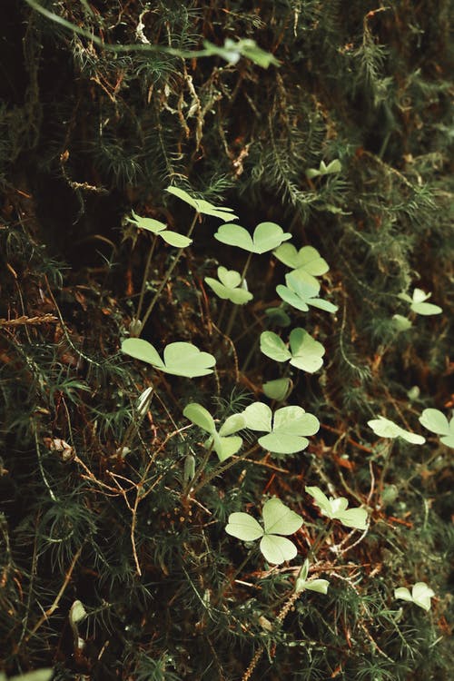 绿色三叶草 · 免费素材图片