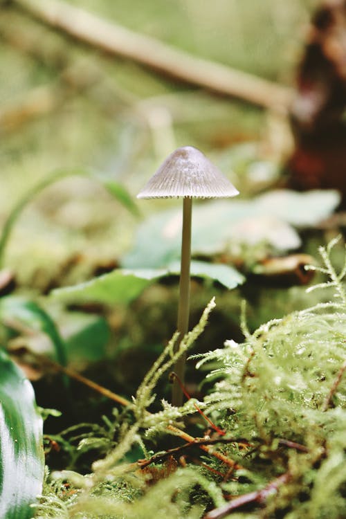 蘑菇 · 免费素材图片