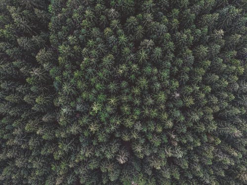 空中射击的树木 · 免费素材图片