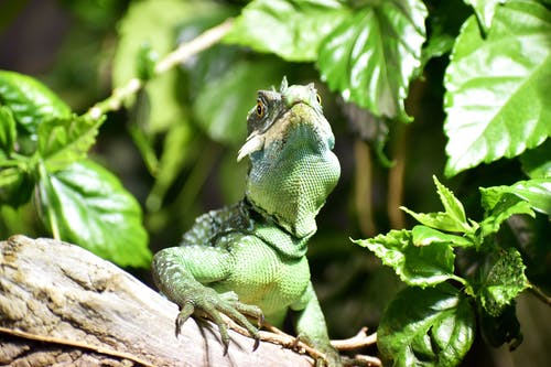 绿蜥蜴 · 免费素材图片