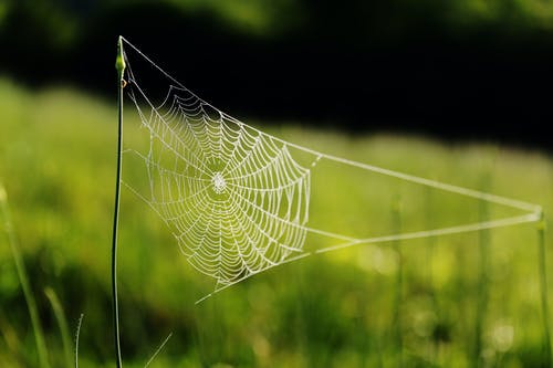 草地上的蜘蛛网 · 免费素材图片