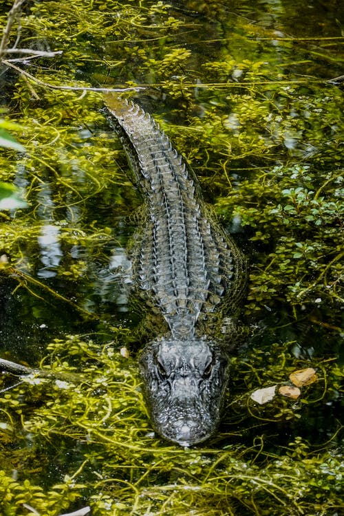 鳄鱼在水体上的浅焦点照片 · 免费素材图片