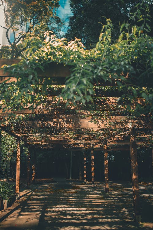 棕色木房子附近的绿树 · 免费素材图片