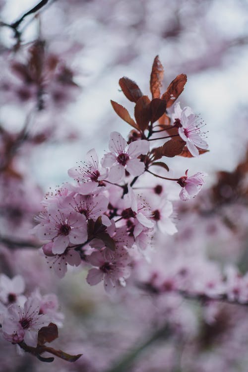 盛开的粉红樱花 · 免费素材图片