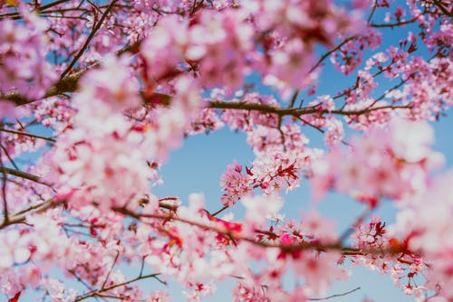 粉色樱花 · 免费素材图片
