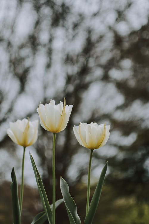在花园里的三个白色郁金香 · 免费素材图片