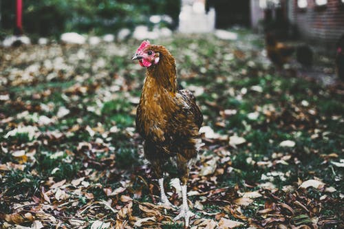 绿草地上的棕色鸡 · 免费素材图片