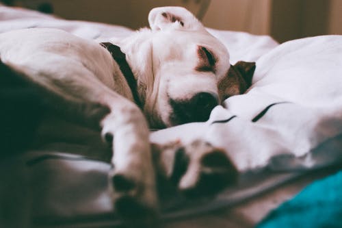 在白色床上的成年狗 · 免费素材图片
