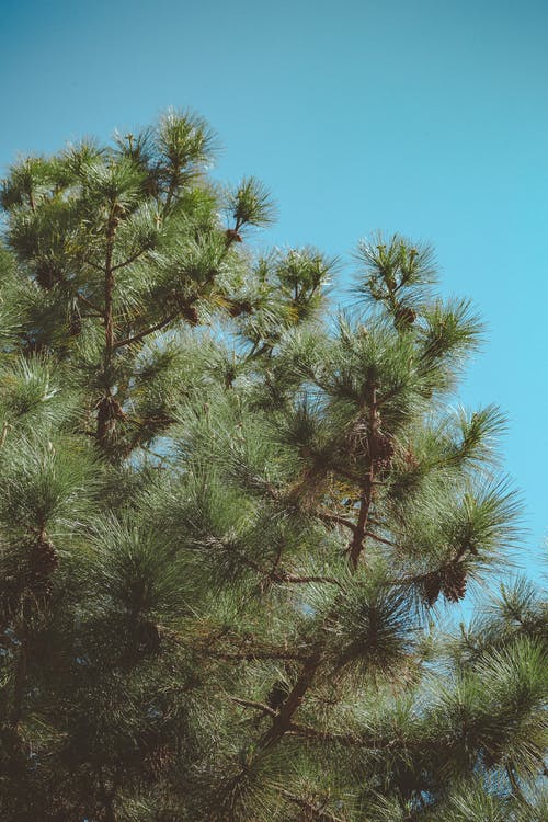 蓝蓝的天空下绿叶的树 · 免费素材图片