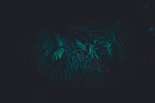 绿蕨树 · 免费素材图片
