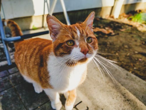 橙色和白色的虎斑猫的选择性聚焦摄影 · 免费素材图片