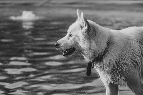 涟漪水附近的狗的灰度摄影 · 免费素材图片