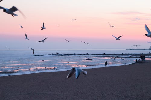 海滩上的飞鸟照片 · 免费素材图片