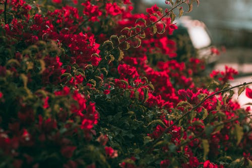 红花瓣花 · 免费素材图片