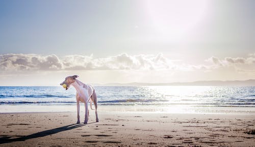 岸上的白狗 · 免费素材图片