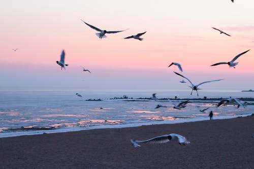 在海滩上飞翔的海鸥的照片 · 免费素材图片
