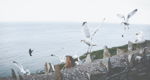 鸟的飞行 · 免费素材图片