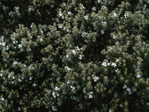 白花绿灌木植物 · 免费素材图片