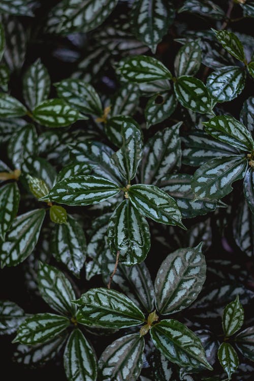 Fittonia植物的选择性聚焦摄影 · 免费素材图片