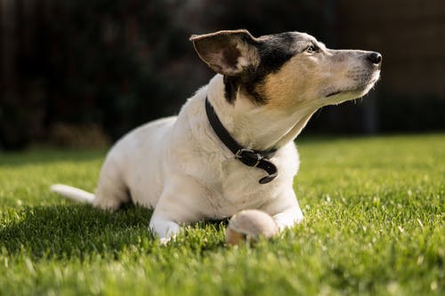 短毛白狗躺在草地上 · 免费素材图片