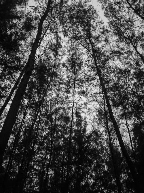 低角度摄影的树木 · 免费素材图片