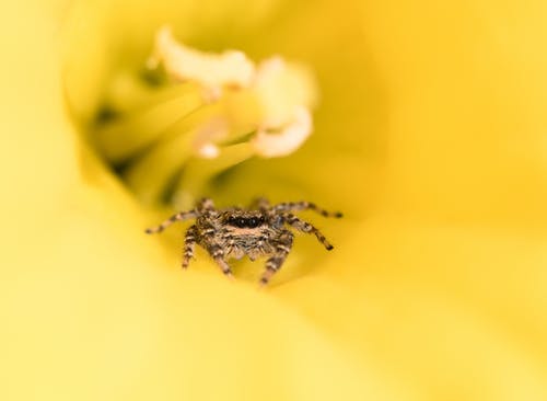 黑色和棕色蜘蛛的微距摄影 · 免费素材图片