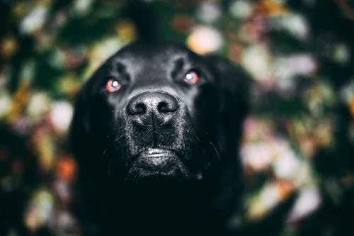 成年黑色拉布拉多犬的选择性聚焦摄影 · 免费素材图片