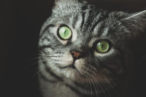灰猫 · 免费素材图片