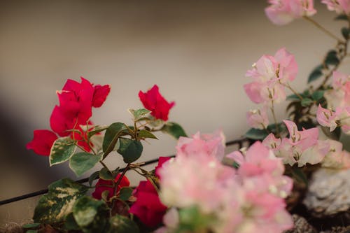 红色和粉红色的花瓣花的选择性聚焦摄影 · 免费素材图片