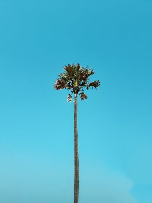 湛蓝的天空下的棕榈树的照片 · 免费素材图片