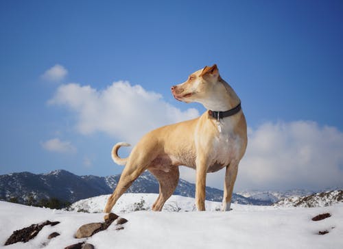 狗在雪地上 · 免费素材图片