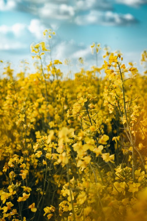 黄色的花的选择性聚焦照片 · 免费素材图片
