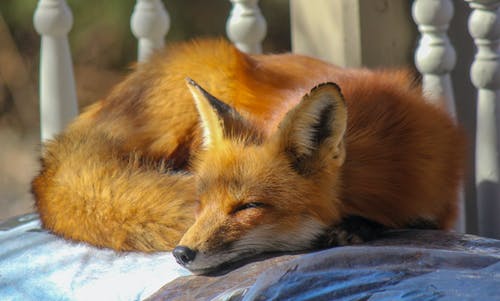 睡狐狸的特写照片 · 免费素材图片